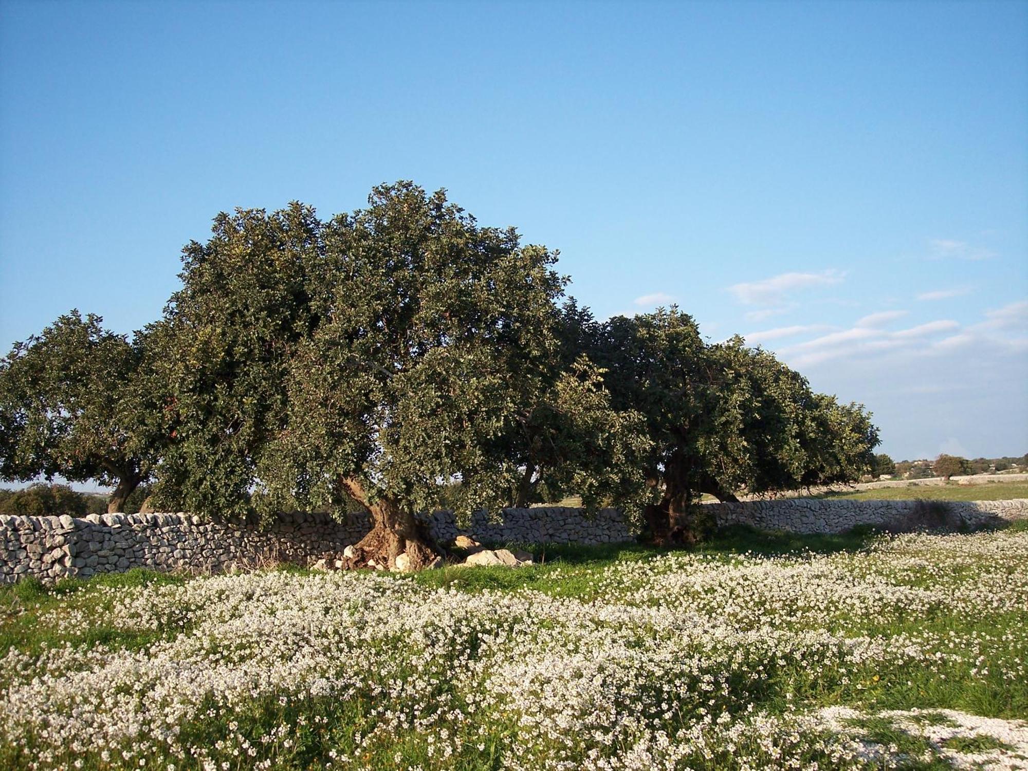 Casa rural Di Cutalia - Cutalia